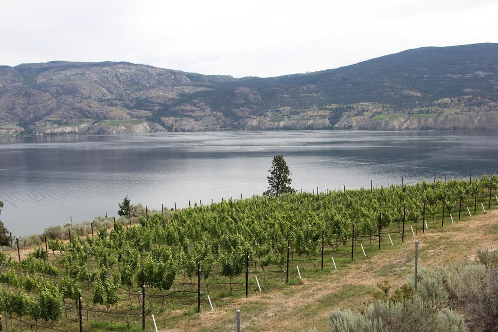 Sunshine And Wine Loft Hotel Penticton Kültér fotó